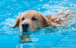 Golden retriever in swimming pool