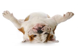 english bulldog laying upside down on his back with reflection on white background to show pet loving home hunters