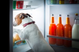 hungry dog looking for food in the refrigerator