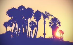 Palm trees with sun peaking through to illustrate Mediterranean-inspired living spaces can be found in abundance here in Santa Barbara