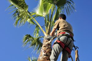 An arborist wearing a safety harness trims a palm tree.for the importance of tree trimming