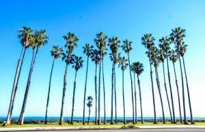 Palm trees against a clear blue sky to show all there is to do in Santa Barbara over memorial Day weekend